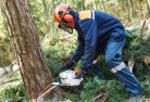 Forge Creektree-cutting-services-21.jpg; ?>